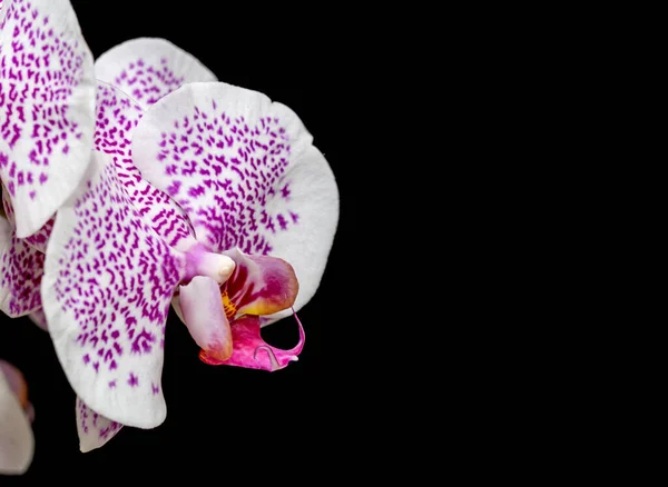 Orchidée Sur Fond Noir — Photo