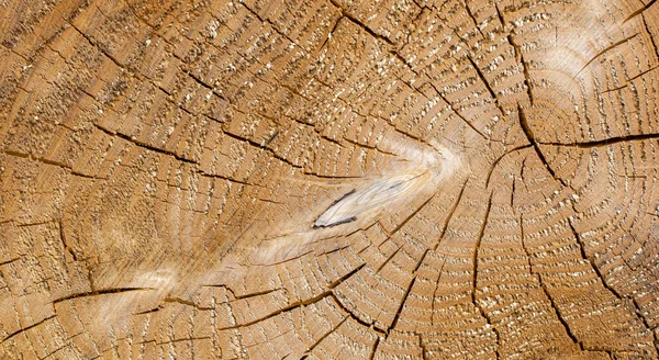 Wood Texture Cut Tree Trunk Stock Picture