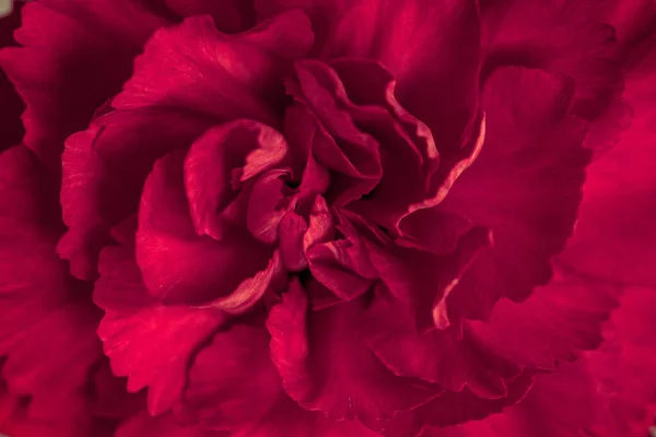 Czerwony Kwiat Czarnym Tle — Zdjęcie stockowe