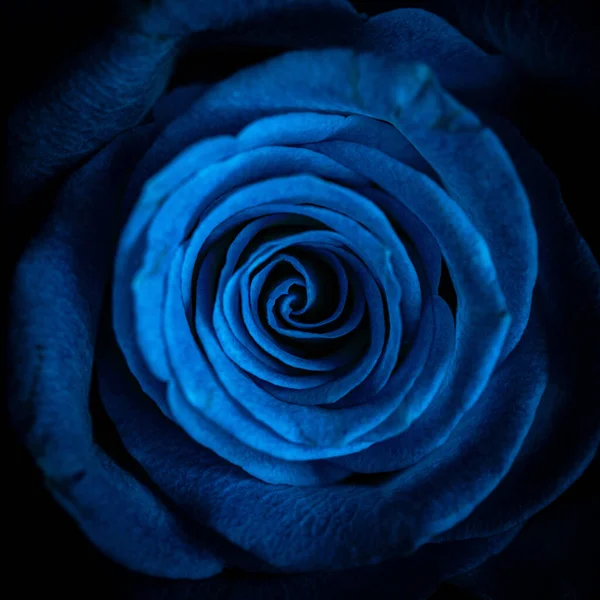 Blaue Rose Aus Nächster Nähe Auf Dunklem Hintergrund — Stockfoto