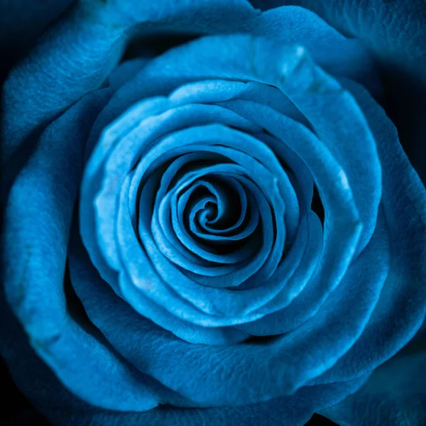 Blaue Rose Aus Nächster Nähe Auf Dunklem Hintergrund — Stockfoto