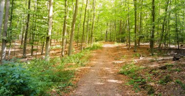 Ağaçlı manzaranın manzarası.
