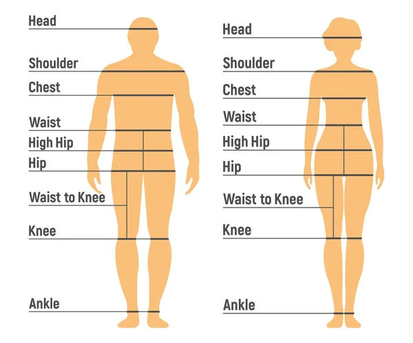 Grafico Delle Dimensioni Donna Ragazza Fronte Umano Silhouette Isolato Sfondo — Vettoriale Stock