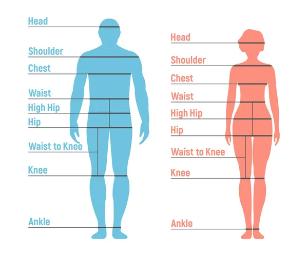 Grafico Delle Dimensioni Donna Ragazza Fronte Umano Silhouette Isolato Sfondo — Vettoriale Stock