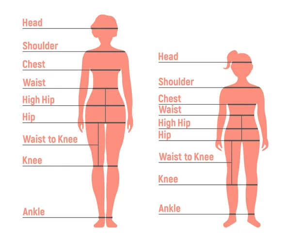 Vrouw Meisje Maattabel Menselijke Voorzijde Silhouet Geïsoleerd Een Witte Achtergrond — Stockvector