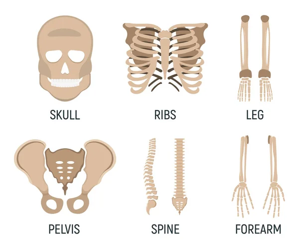 Conjunto Hueso Icono Concepto Rayos Tórax Roentgen Imagen Corporal Humana — Archivo Imágenes Vectoriales