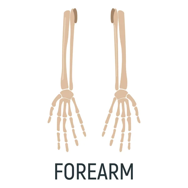 Armben Röntgenkonceptikon Roentgen Människokroppsbild Isolerad Vit Platt Vektorillustration Skelett Del — Stock vektor