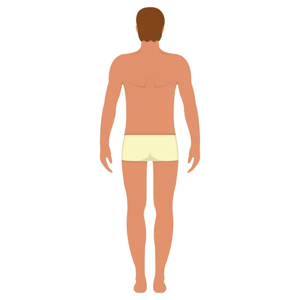 Anatomía Masculina Personaje Humano Gente Del Hombre Frente Maniquí Ver — Vector de stock