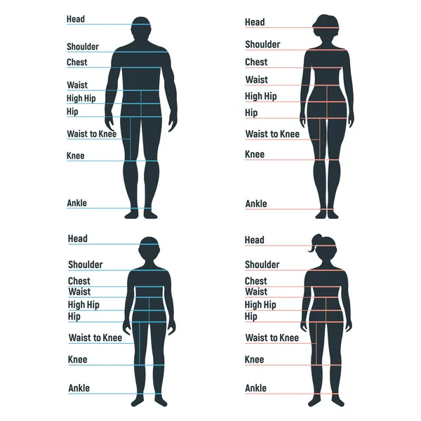 男性と女性のサイズチャート解剖学人間のキャラクター 人々のダミーフロントとビュー側のボディシルエット フラットベクトルイラストに隔離されました 漫画マネキンの人々の寸法スケール — ストックベクタ