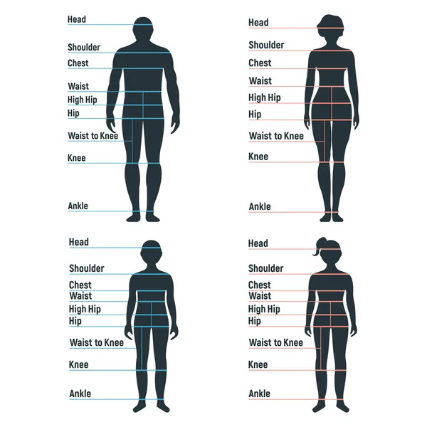 Masculino Feminino Tamanho Gráfico Anatomia Caráter Humano Pessoas Manequim Frente —  Vetores de Stock