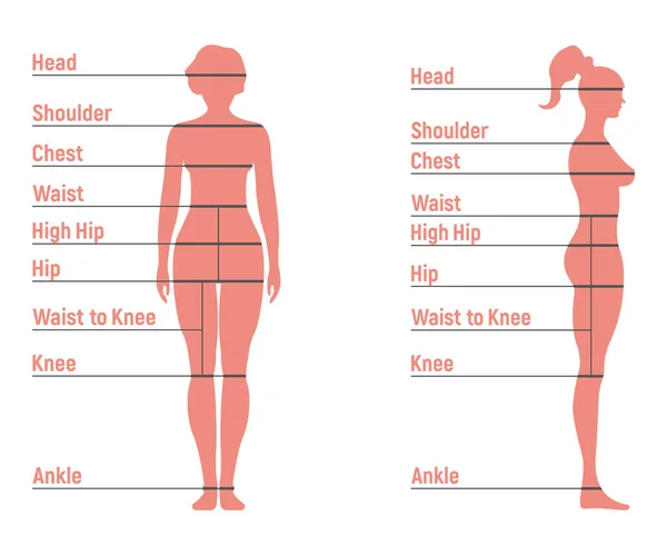 Ukuran Perempuan Grafik Anatomi Karakter Manusia Orang Bodoh Depan Dan - Stok Vektor