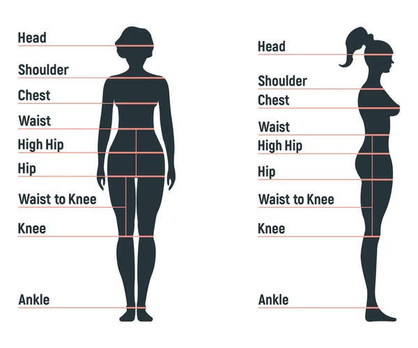 Personaje Humano Anatomía Tabla Tallas Femeninas Frente Maniquí Personas Silueta — Archivo Imágenes Vectoriales