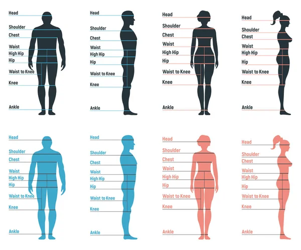 Laki Laki Dan Perempuan Ukuran Grafik Anatomi Karakter Manusia Orang - Stok Vektor