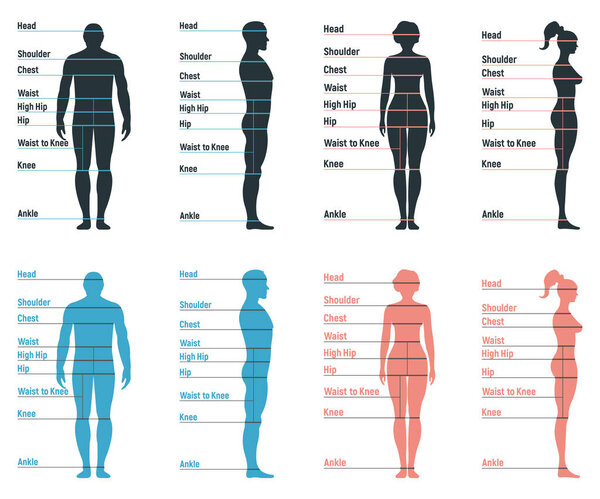 Male and female size chart anatomy human character, people dummy front and view side body silhouette, isolated on white, flat vector illustration. Cartoon mannequin people dimension scale.