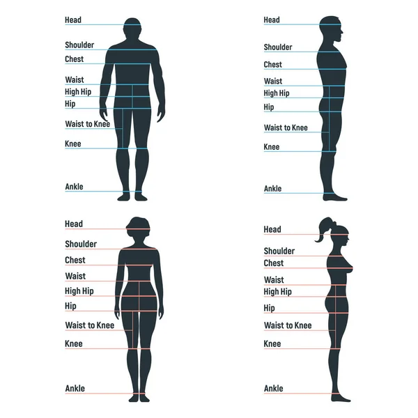 Male and female size chart anatomy human character, people dummy front and  view side body silhouette, isolated on white, flat vector illustration.  Cartoon mannequin people dimension scale. - Stock Image - Everypixel