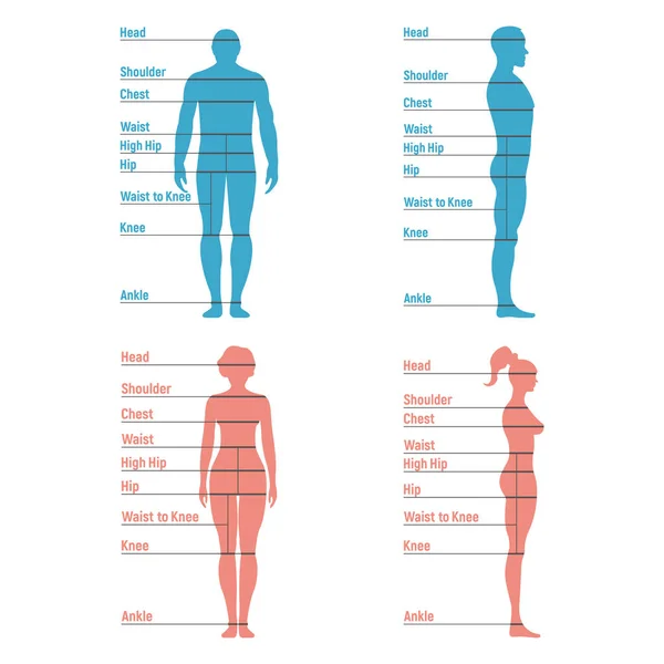 Masculino Feminino Tamanho Gráfico Anatomia Caráter Humano Pessoas Manequim Frente — Vetor de Stock