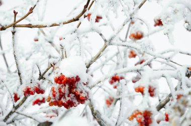 Rowan ve kış rowanberry
