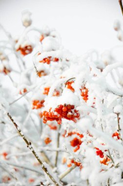 Rowan ve kış rowanberry