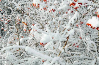 Rowan ve kış rowanberry
