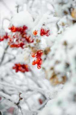 Rowan ve kış rowanberry