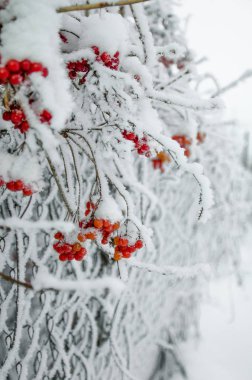 Rowan ve kış rowanberry