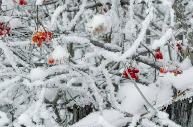 Rowan ve kış rowanberry