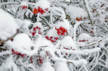 Rowan ve kış rowanberry