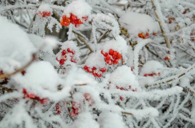 Rowan ve kış rowanberry