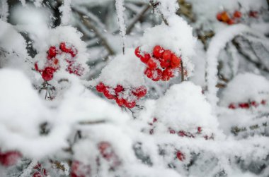 Rowan ve kış rowanberry