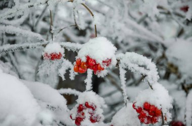 Rowan ve kış rowanberry