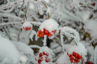 Rowan ve kış rowanberry