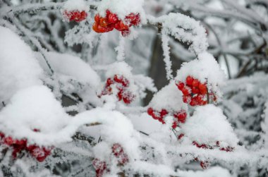 Rowan ve kış rowanberry