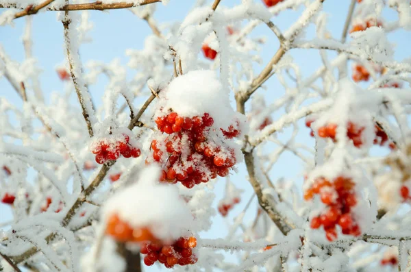 Rowan ve kış rowanberry