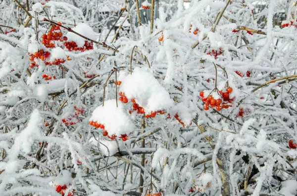 Rowan ve kış rowanberry