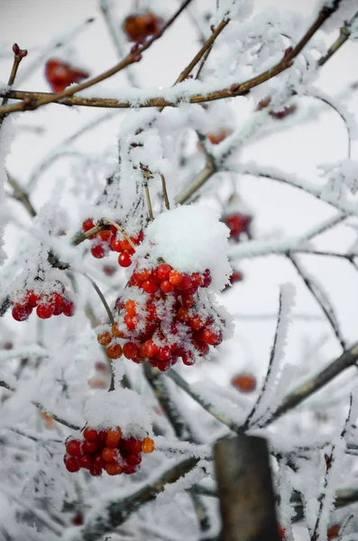Rowan ve kış rowanberry