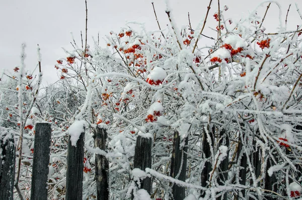 Rowan ve kış rowanberry