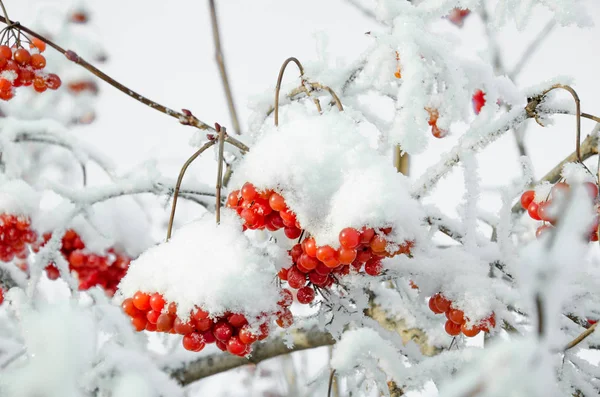 Rowan ve kış rowanberry