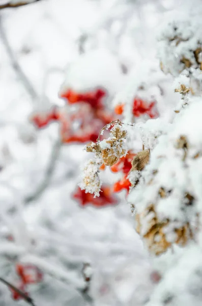 Rowan ve kış rowanberry