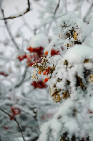 Rowan ve kış rowanberry