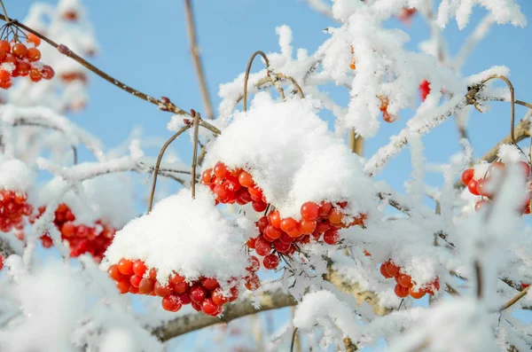 Rowan ve kış rowanberry