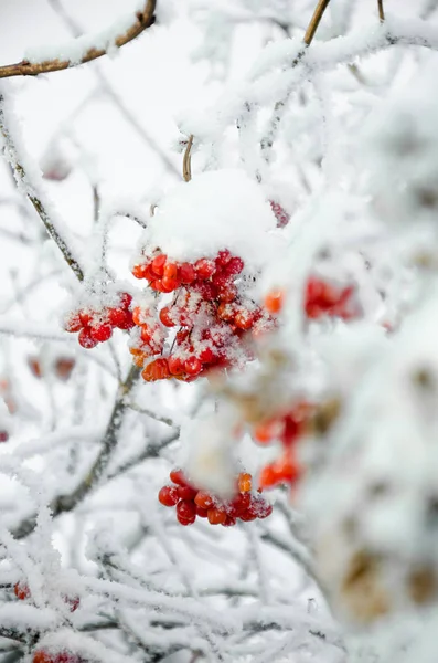 Rowan Jarzębiny Zimie — Zdjęcie stockowe