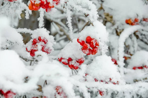 Rowan Rowanberry Winter — Stockfoto