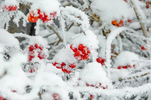 Rowan ve kış rowanberry