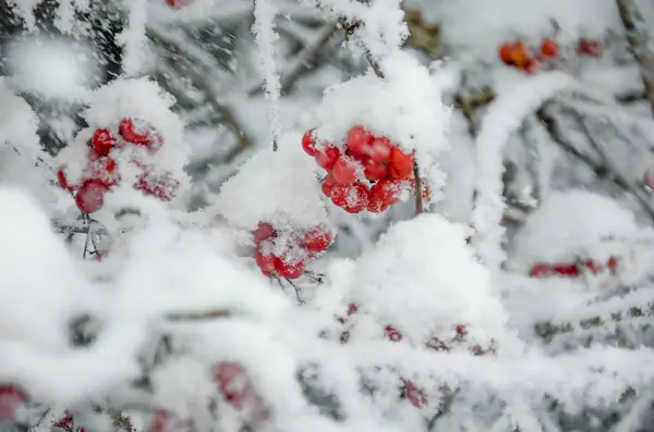 Rowan ve kış rowanberry