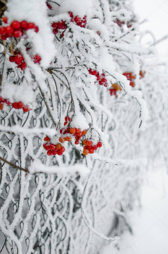 Rowan and rowanberry in winter