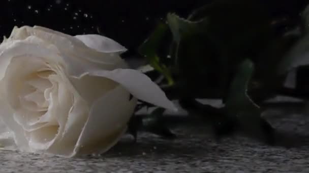 White Rose Droppe Slowmotion — Stockvideo