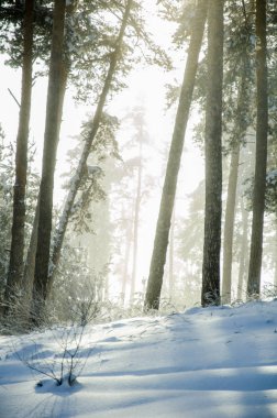 Güneşli bir kış çam ormanı