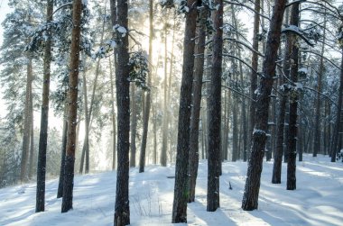 Güneşli bir kış çam ormanı