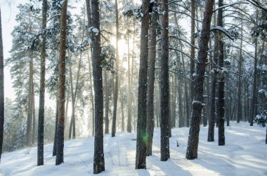 Güneşli bir kış çam ormanı
