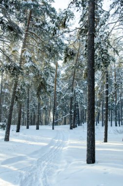 Güneşli bir kış çam ormanı